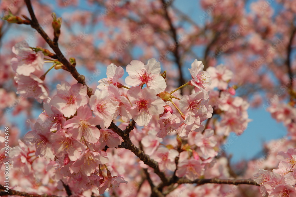 桜(河津桜) 桜(河津桜)