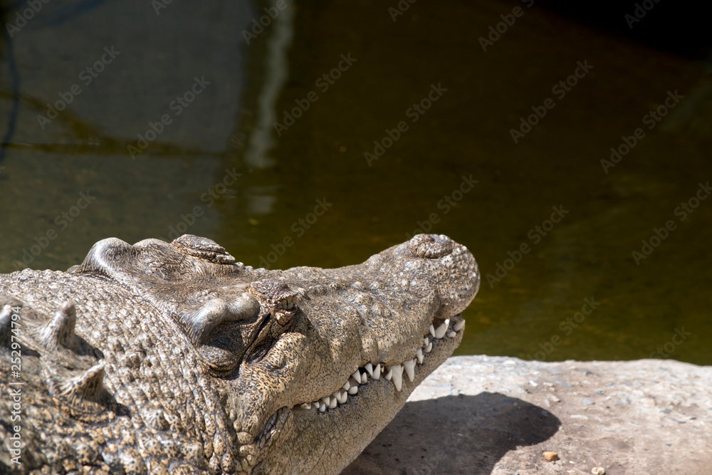 Fototapeta premium a close up of a salt water crocodile