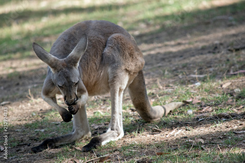a red kangaroo cleaning