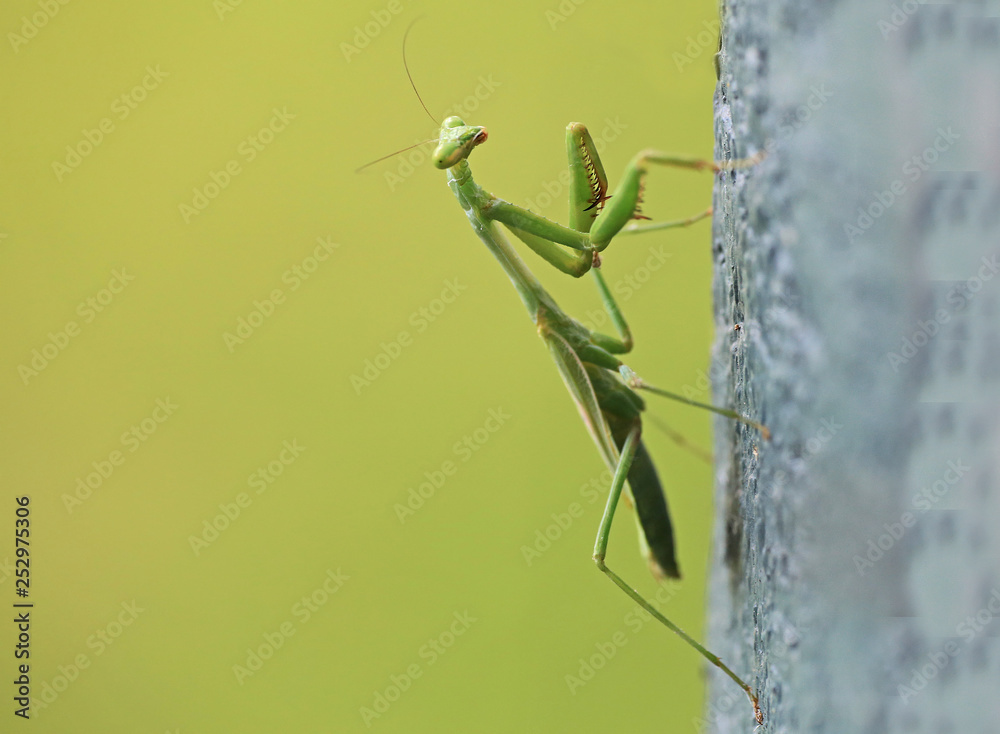 Praying Mantis Mantodea Praying Mantis Mantodea