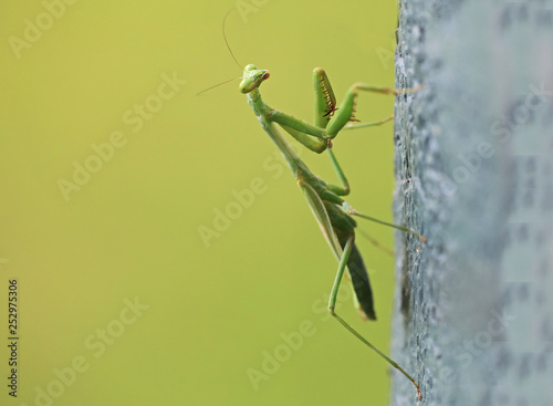 Praying Mantis Mantodea