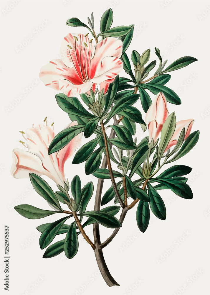 Chinese azalea Chinese azalea
