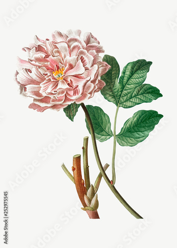 Pink Moutan Peony