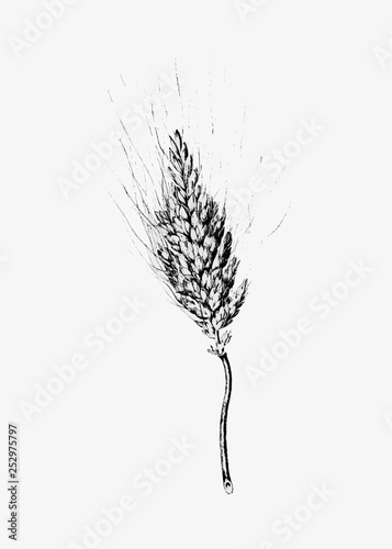Heshbon wheat drawing