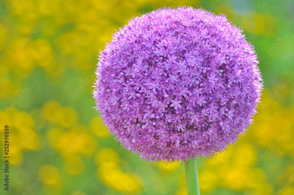 丸く満開に咲いたアリウムギガンジューム Stock Photo Adobe Stock