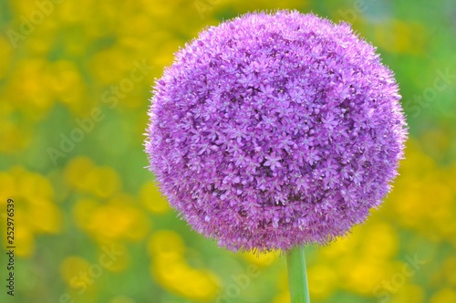 丸く満開に咲いたアリウムギガンジューム Stock Photo Adobe Stock