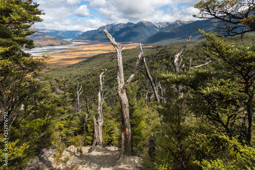 Southern Beech forest in Southern Alps near Arthur's Pass National Park, New Zealand © Patrik Stedrak