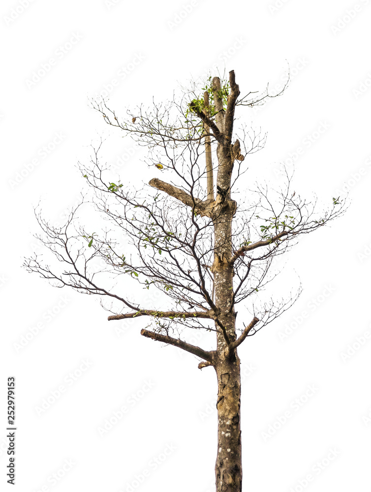 tree with some leaves reborn on white background tree with some leaves reborn on white background