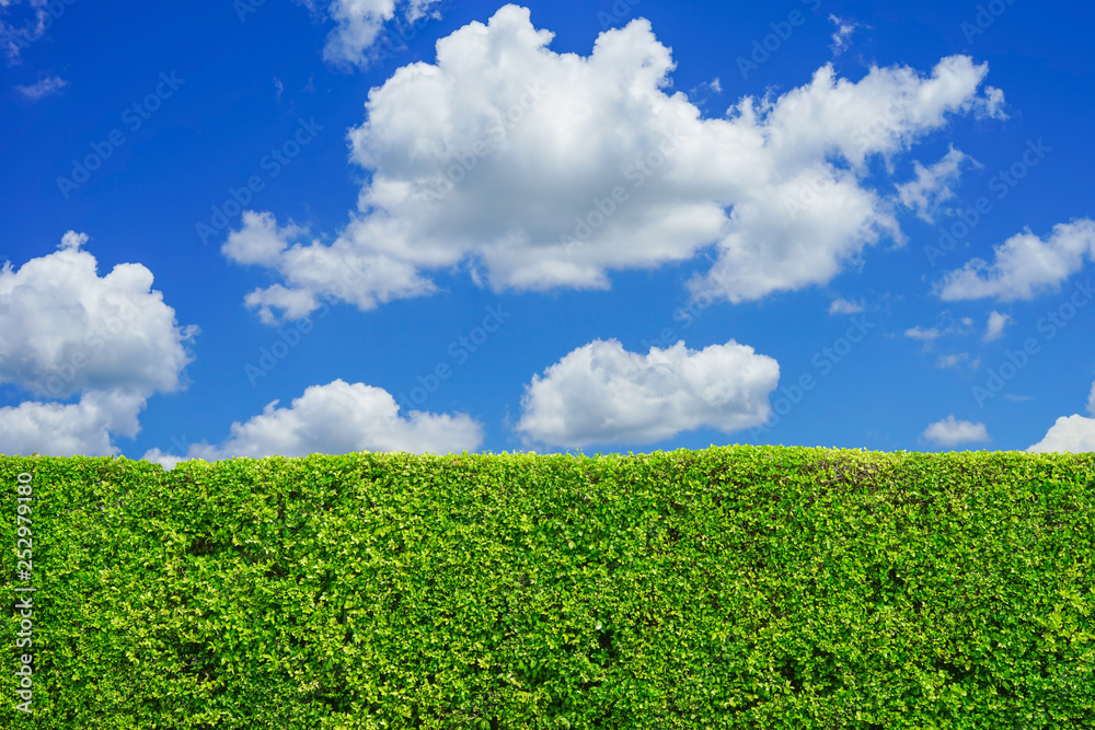 green tree wall with blue sky and white fluffy cloud green tree wall with blue sky and white fluffy cloud