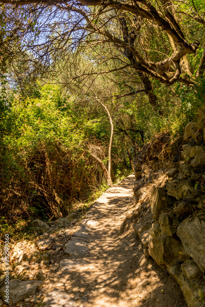 Italy, Cinque Terre, Corniglia, FOOTPATH AMIDST TREES IN FOREST