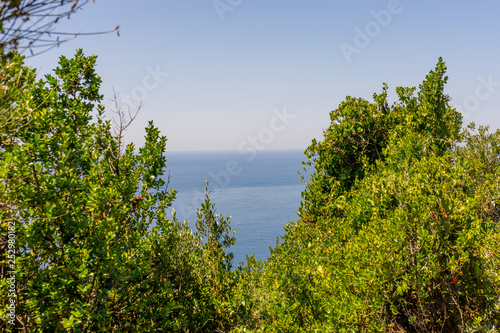Fototapeta Naklejka Na Ścianę i Meble -  Italy, Cinque Terre, Corniglia, a large tree in a forest