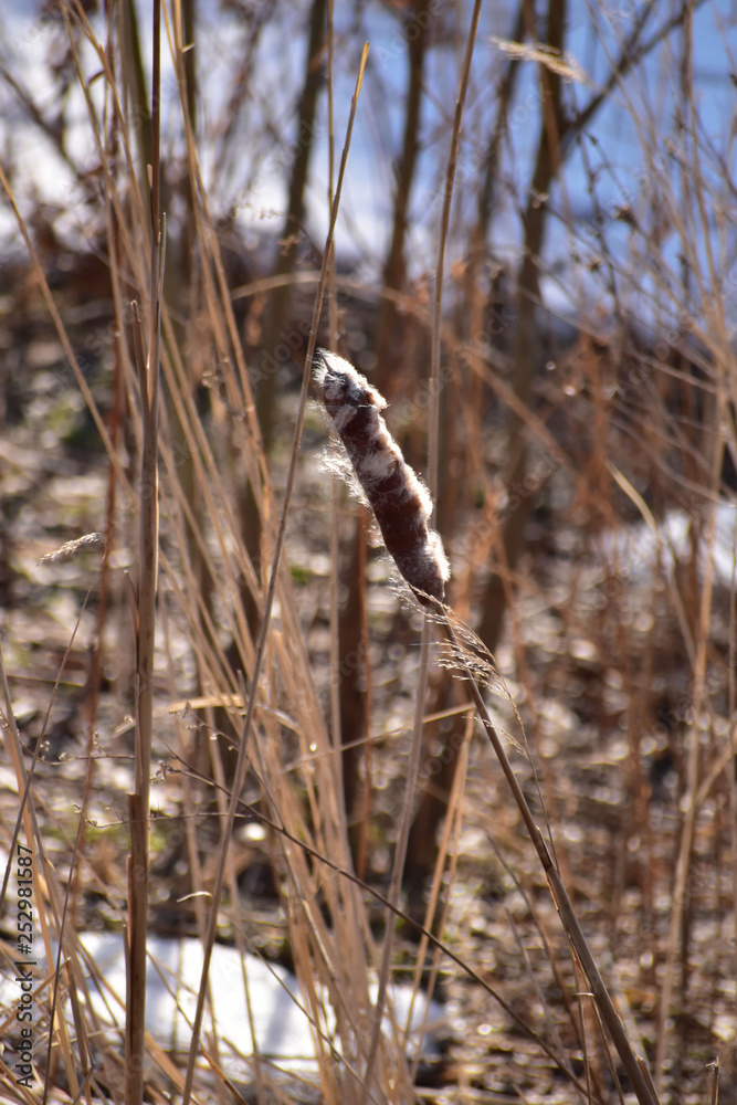 Fototapeta premium 冬のガマ