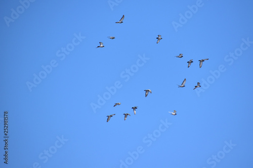 上空を飛ぶ鳩 © mayudama