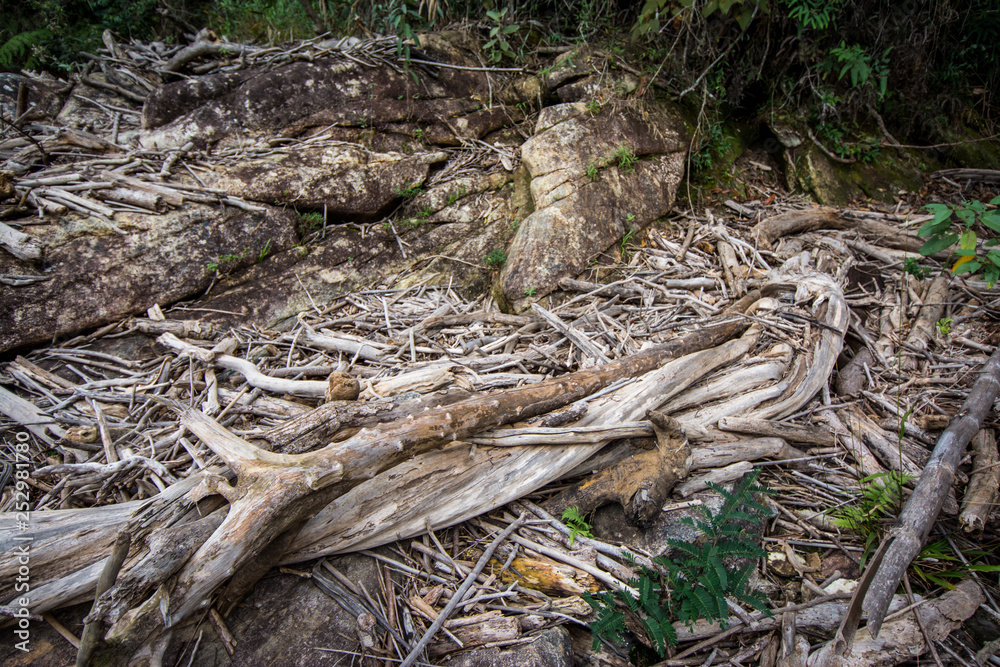 Dry branches scattered on the ground next to stones and some green vegetation. Dry branches scattered on the ground next to stones and some green vegetation.