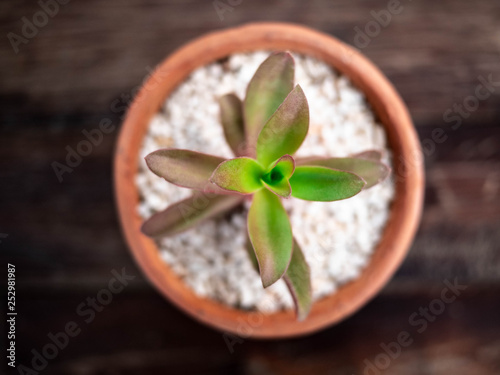 The cactus in a cute little pot placed on a wooden table. select focus and blurred background. Top view . Nature concept.