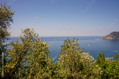 Fototapeta Naklejka Na Ścianę i Meble -  Italy, Cinque Terre, Corniglia, a tree next to a body of water
