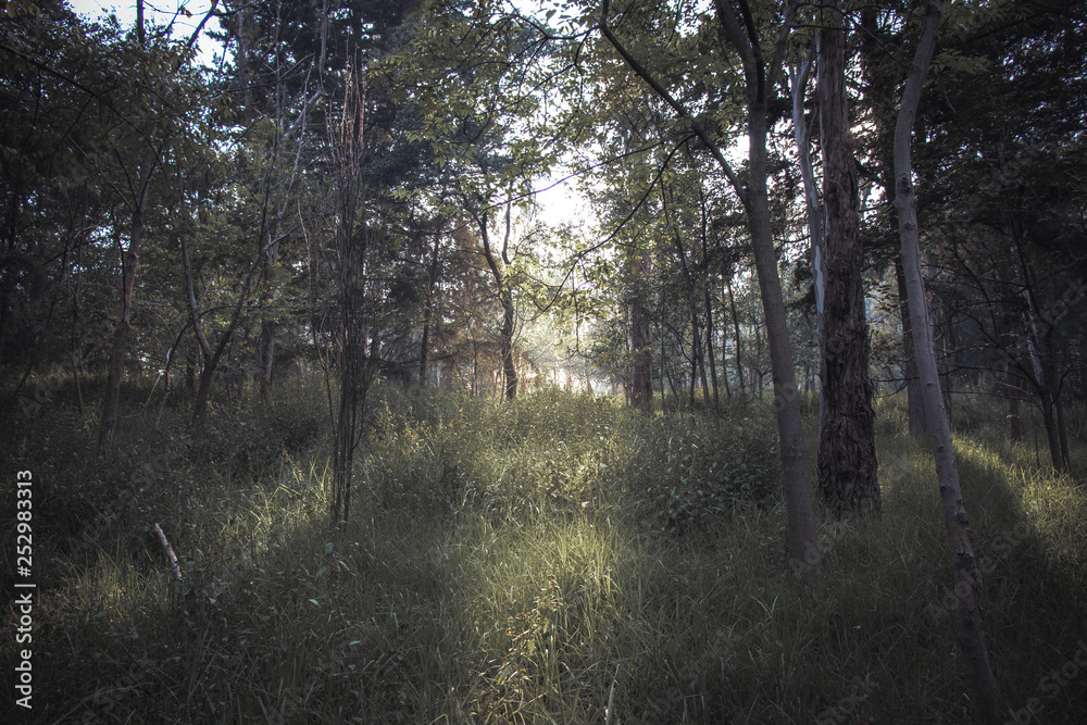 Fototapeta premium Bosque ilumionado