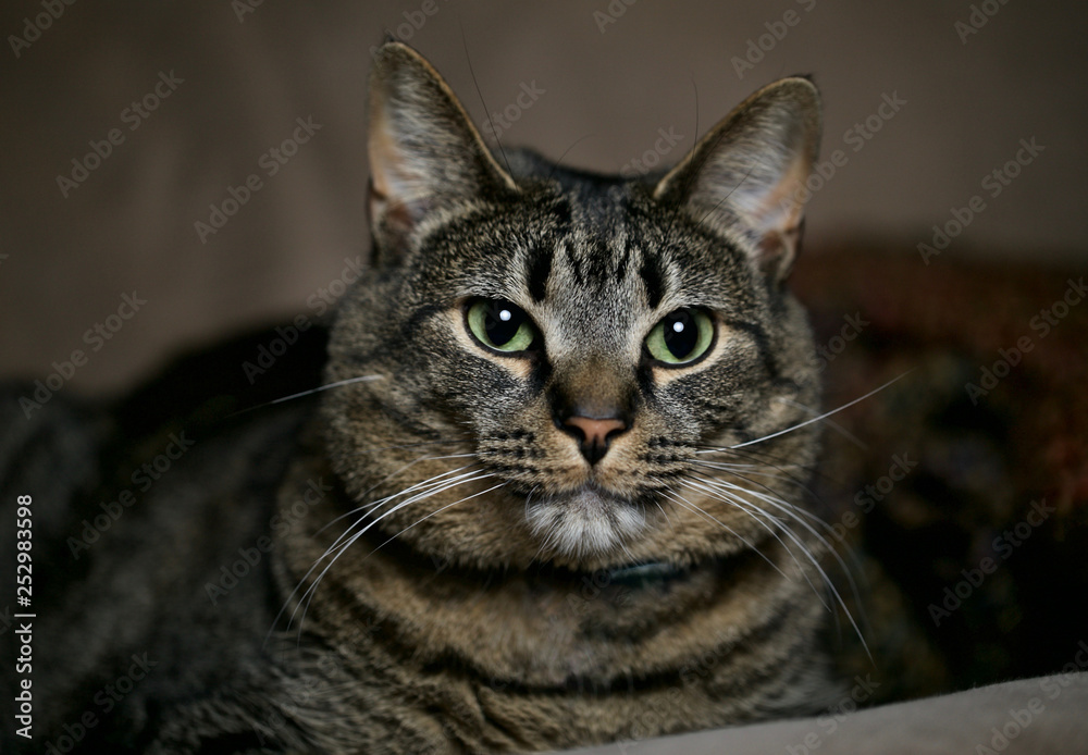 Beautiful close up of cat's face with big green eyes and whiskers.