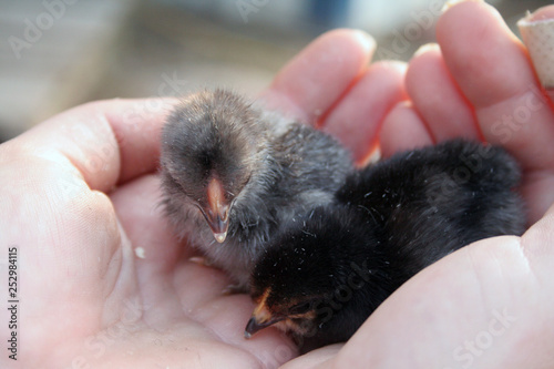 day old chicks held in hands