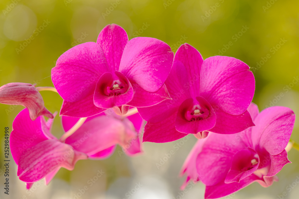 Naklejka premium Beautiful orchid8