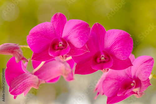 Beautiful orchid8