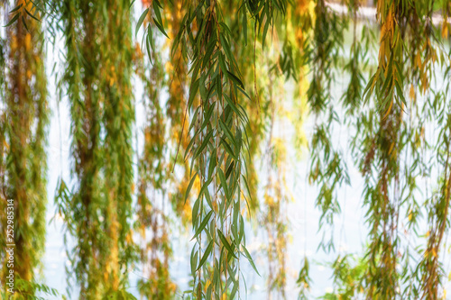 Hanging Weeping Willow Leaves Autumn Fototapeta