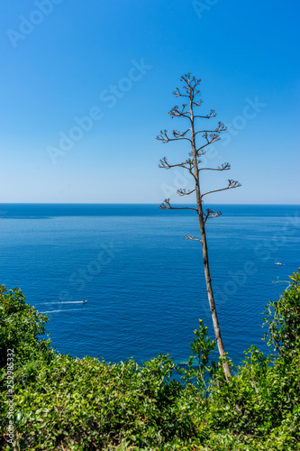 Italy, Cinque Terre, Corniglia, a tree next to a body of water
