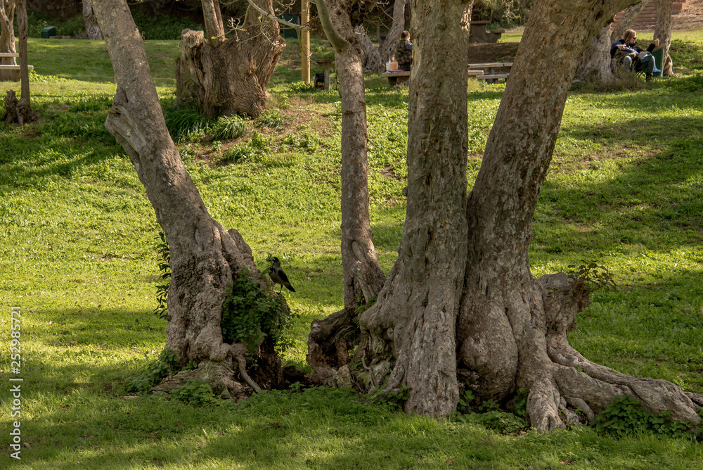 Sunny day off in the city park. Ashkelon. Sunny day off in the city park. Ashkelon.