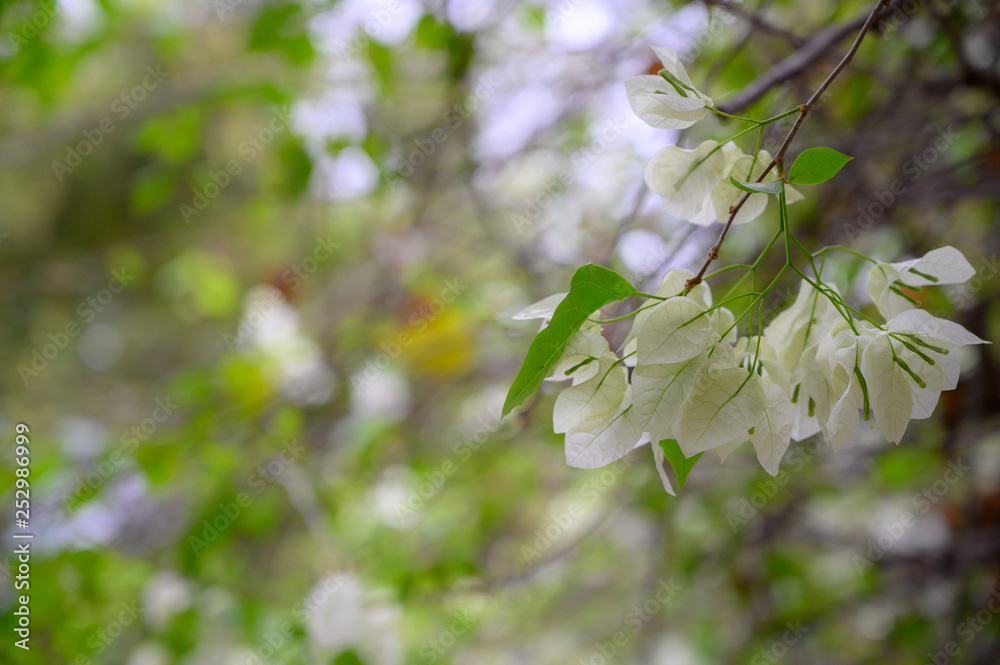 white flower close up tree bokeh burr background white flower close up tree bokeh burr background