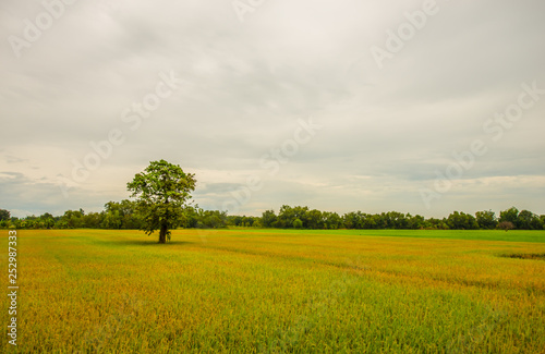 Golden rice fields.