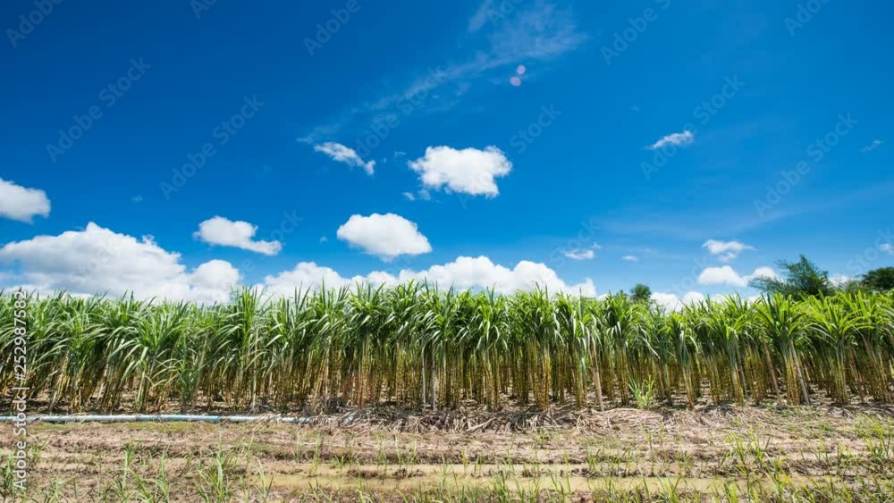 4K Time-lapse , Sugarcane field in blue sky and white rolling cloud 4K Time-lapse , Sugarcane field in blue sky and white rolling cloud