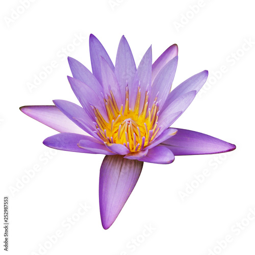 The purple lotus isolated on black background