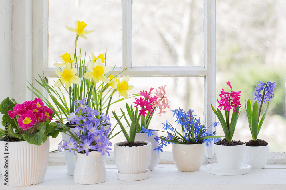 spring flowers on windowsill spring flowers on windowsill