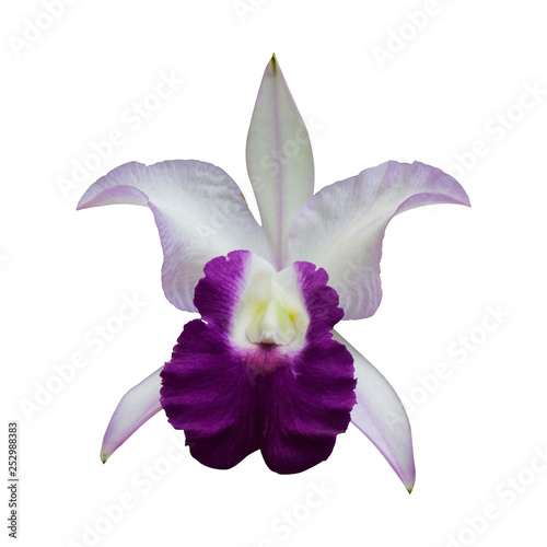 White Orchid [Cattleya] isolated on white background