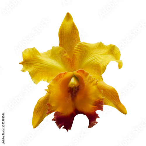 Yellow Orchid [Cattleya] isolated on white background