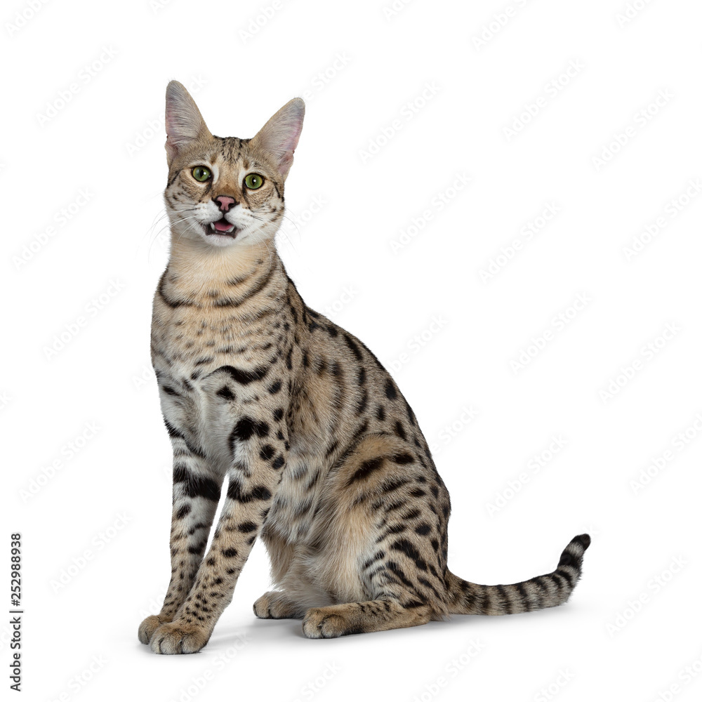 Cool young adult Savannah F1 cat, sitting side ways. Looking beside camera with green eyes. Tail behind body. Isolated on white background. Mouth open, panting , showing tongue.