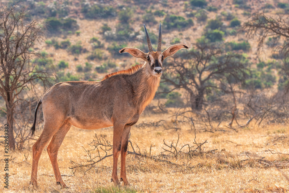 Antelope Antelope