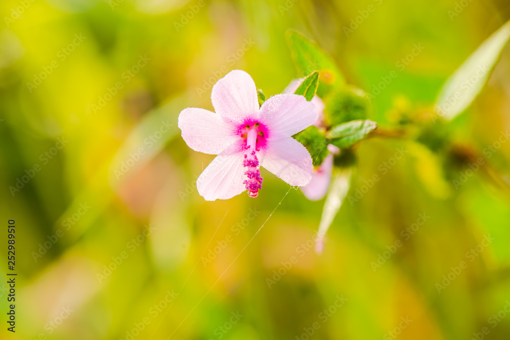 Obraz premium Pink weed flowers3