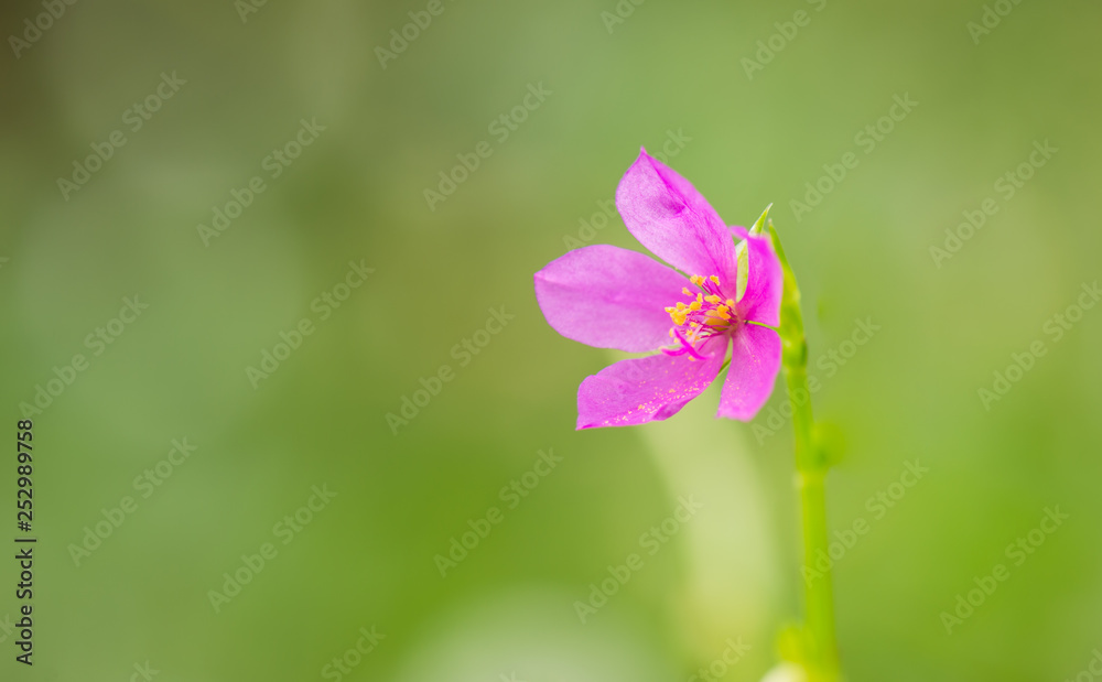 The beauty of the flowers from weeds 2 The beauty of the flowers from weeds 2