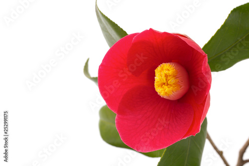 椿の花