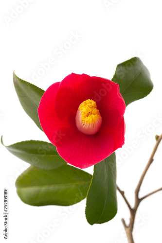 椿の花
