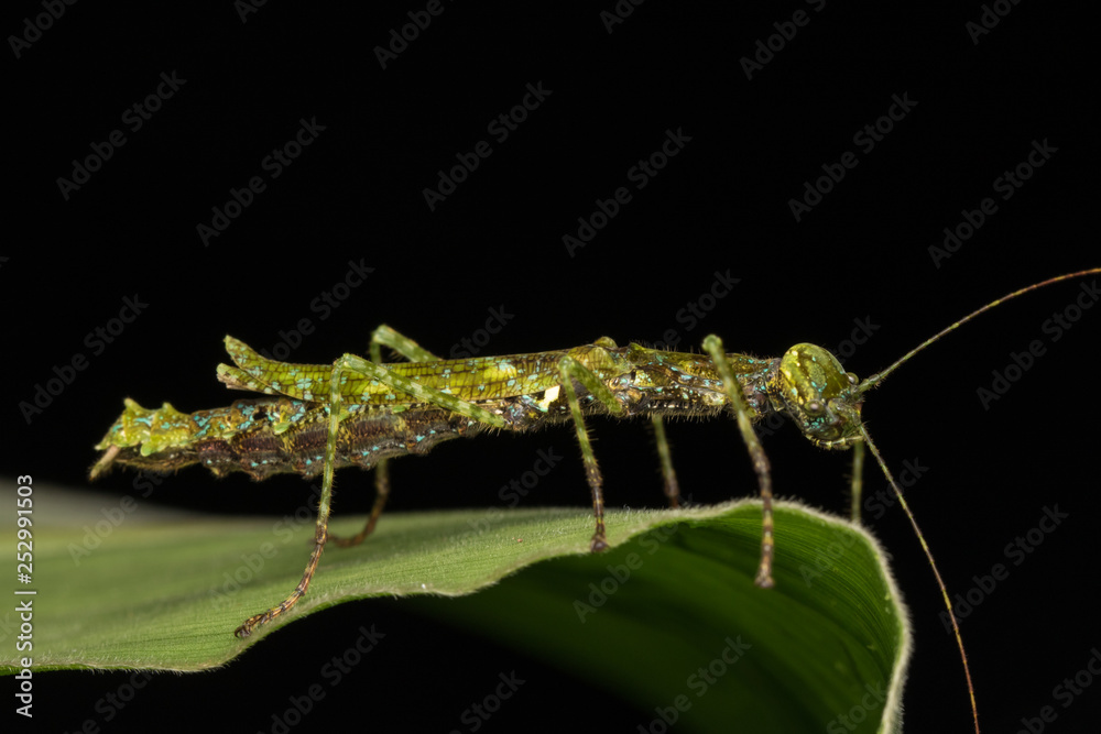 Beautiful Stick Insect on the green leaves isolated on black