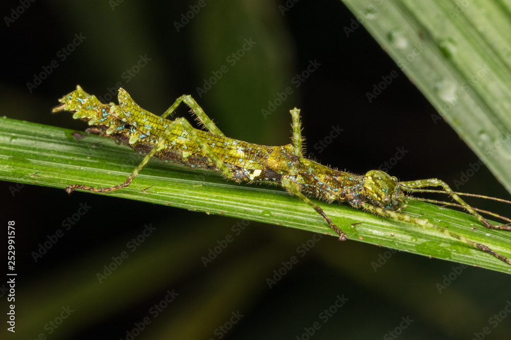 Beautiful Stick Insect on the green leaves isolated on black Beautiful Stick Insect on the green leaves isolated on black