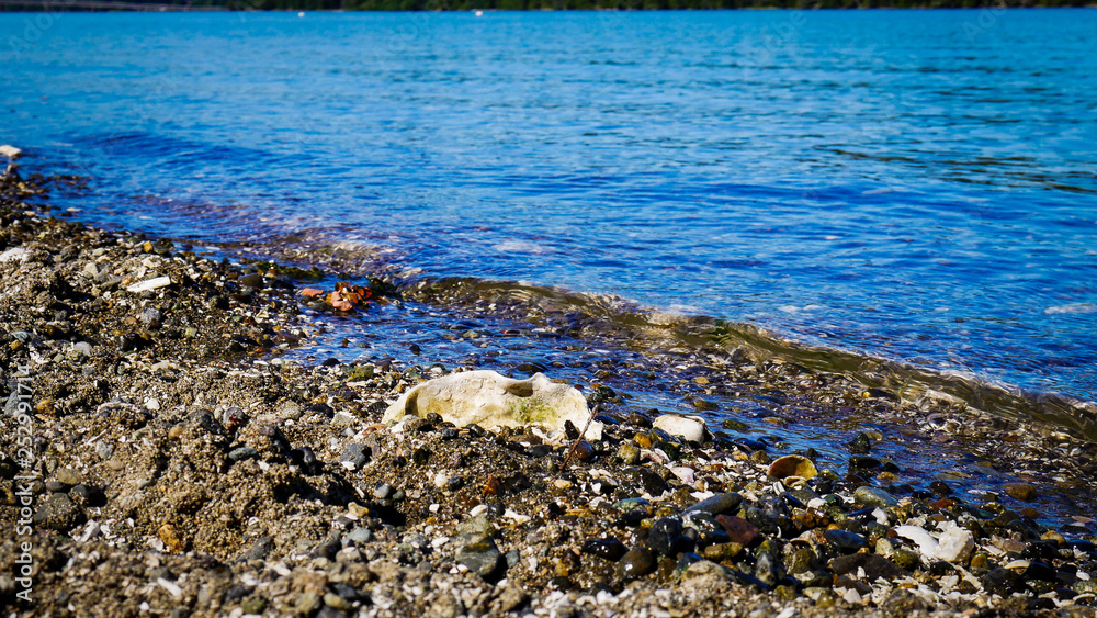 Obraz premium Seaside Shells