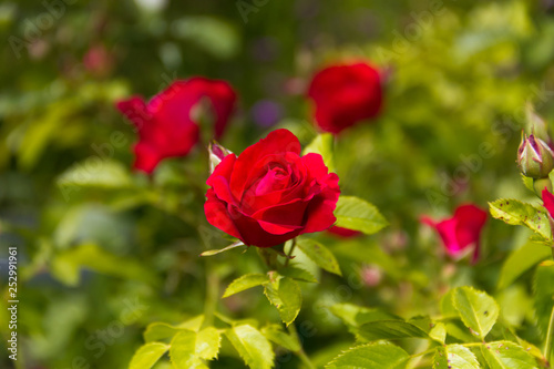Beautiful red rose in summer garden