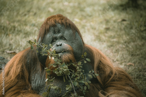 Orangutan 