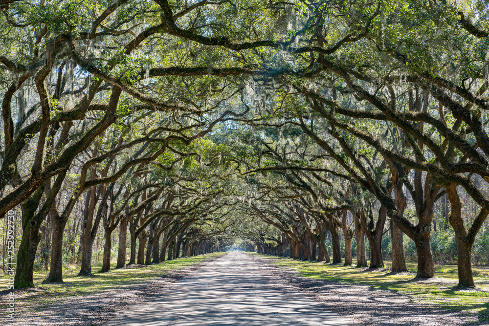 Canopy of Trees