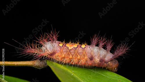 beautiful caterpillar on green leaves isolated on black