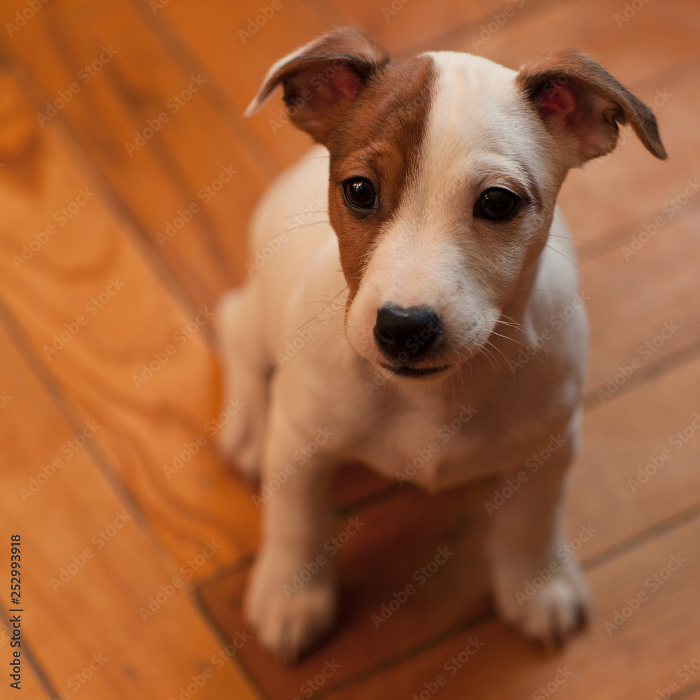  Jack Russell Terrier puppy with a spot on the muzzle