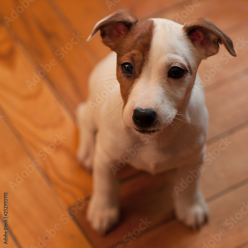  Jack Russell Terrier puppy with a spot on the muzzle